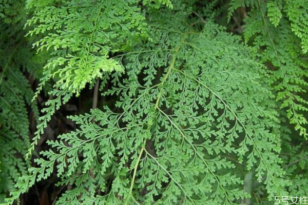 乌韭的功效和作用,乌韭的别名