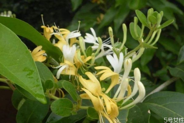 茶能不能吃药,大茶药的功效和作用及禁忌