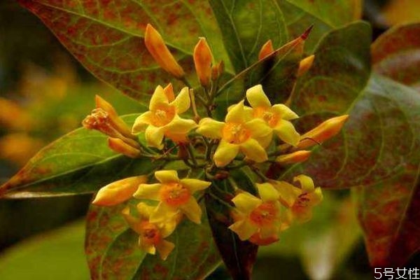 大茶药的功效和作用,大茶药功能主治