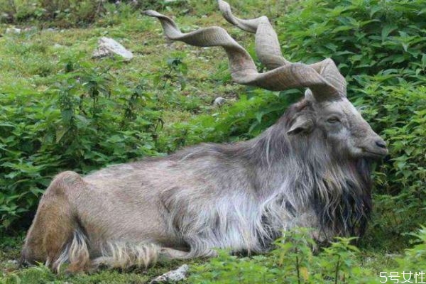 山羊角能吃吗,羊角菜什么人不宜吃