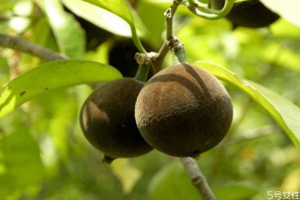 大风子又叫什么,大风是什么