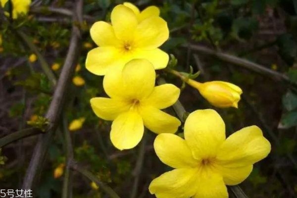 金钟花的功效和作用,金钟花的观赏特性 金钟花的功效和作用,金钟花的观赏特性