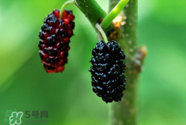 孕妇能吃桑葚子吗?,1岁宝宝能吃桑葚吗