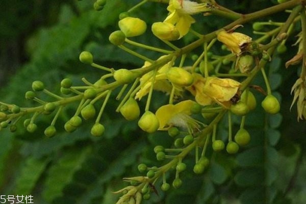 苏木的功效和禁忌,苏木哪些人不能吃