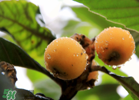 六个月宝宝可以吃枇杷吗?,6个月宝宝可以吃枇杷吗