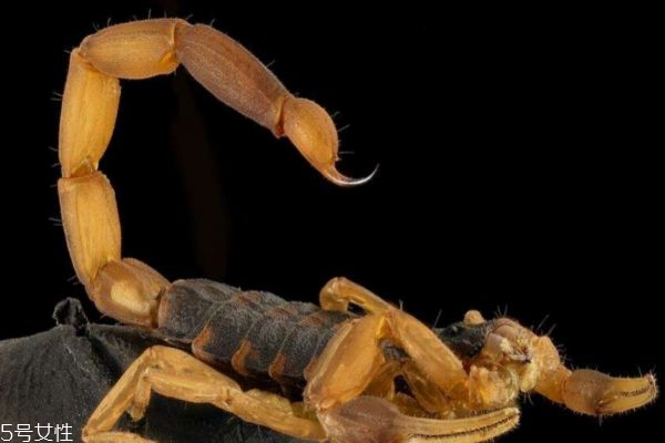 全蝎又叫什么,全蝎百度百科