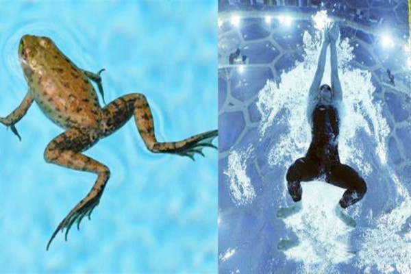 蛙泳怎么换气不下沉呢(蛙泳换气不下沉的技巧)