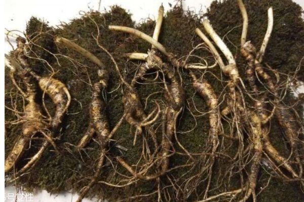 人参吃了对身体有什么好处,常吃人参有什么好处