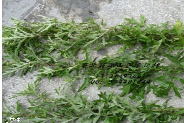 艾叶的作用和功能主治,艾叶功效作用和主治功