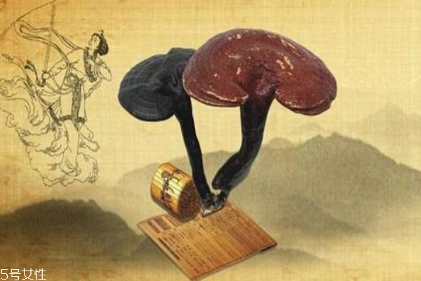 灵芝是什么功效,灵芝效果和作用