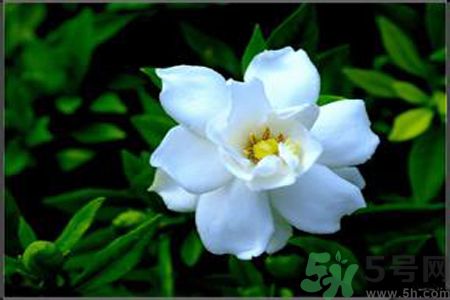 栀子花闻起来什么味道,孕妇能闻栀子花香吗