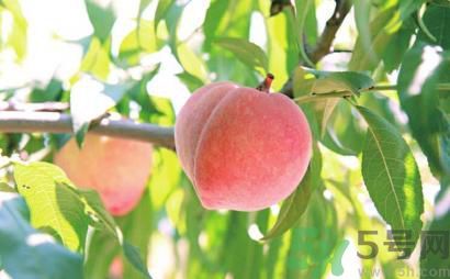 十个月宝宝可以吃桃子吗,宝宝可以吃桃子吗 十一个月