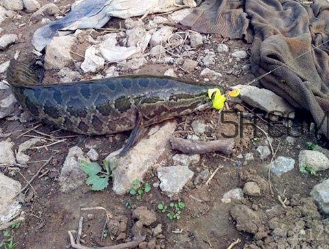 黑鱼的生长环境是不是很脏的,黑鱼的生长环境 黑鱼的生长环境是不是很脏的,黑鱼的生长环境