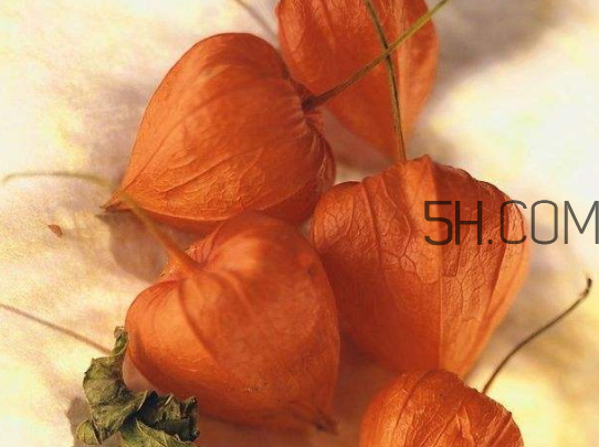 红姑娘孩子可以吃吗,红姑娘可以直接吃吗