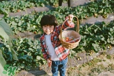 宝宝能吃草莓吗 八个月,一岁宝宝能吃草莓吗