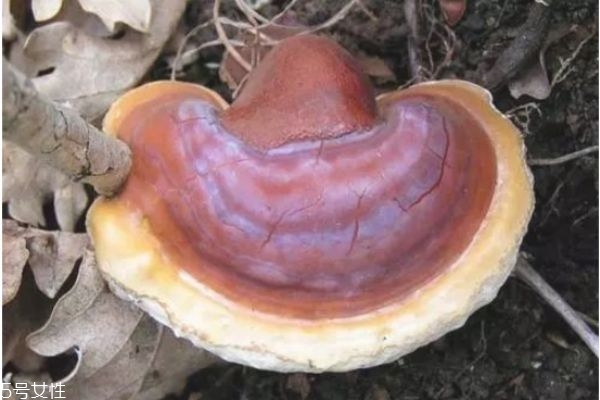 灵芝应该怎么吃最好,灵芝怎样吃效果最好