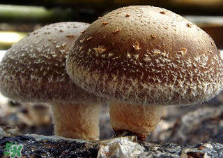 一岁宝宝能吃香菇吗?,1岁的宝宝可以吃香菇吗