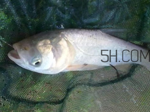 钓鲢鳙鱼钓多深,鳙鱼钓多深 钓鲢鳙鱼钓多深,鳙鱼钓多深