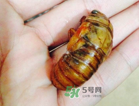 知了猴可以煮着吃吗,知了猴能吃吗