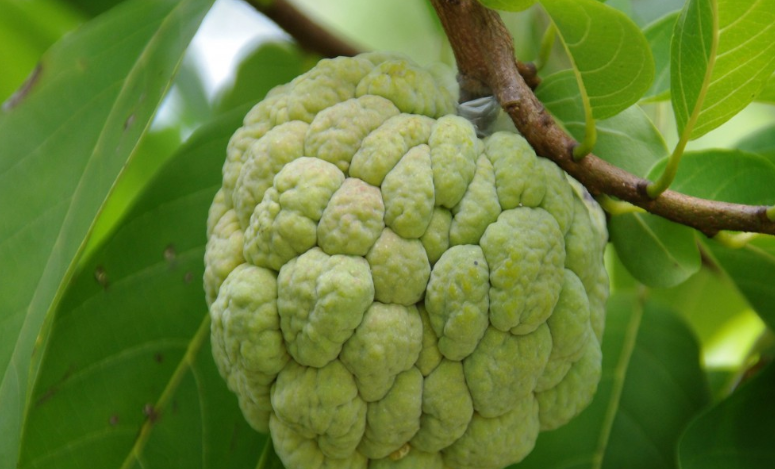 吃释迦果有什么好处(怀孕吃释迦果有什么好处) 吃释迦果有什么好处(怀孕吃释迦果有什么好处)