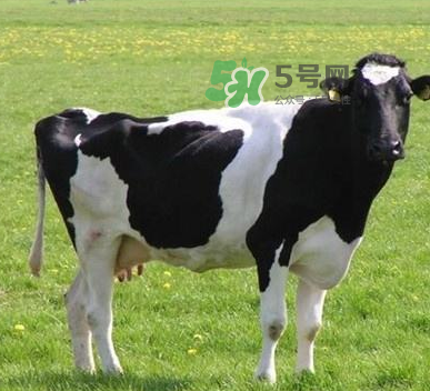 哪种牌子的牛初乳比较好,牛初乳哪个牌子好啊 给推荐下吧