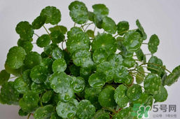 金钱草的功效和作用图片,金钱草的功效和作用