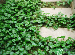 金钱草怎么养水培,铜钱草怎样养 金钱草怎么养水培,铜钱草怎样养