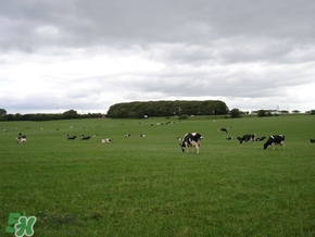 婴儿奶粉哪个国家的奶源好,当前哪个国家的奶粉比较好啊