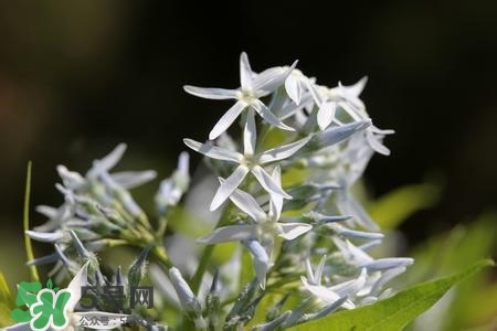 甘草直接吃有什么作用,甘草的吃法和用途