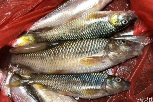 麦穗鱼生长环境是怎么样的呢(麦穗鱼怎么养) 麦穗鱼生长环境是怎么样的呢(麦穗鱼怎么养)