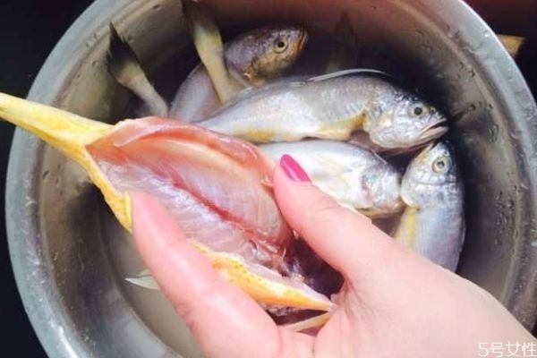 小黄鱼内脏怎么处理呢(小黄鱼处理内脏吗)