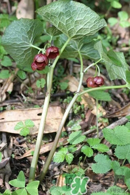 驴心草有哪些作用,驴耳朵草的功效和作用 驴心草有哪些作用,驴耳朵草的功效和作用