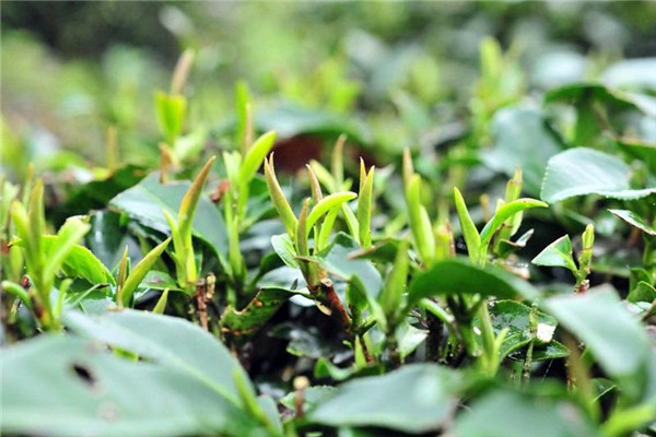 冬片茶是什么茶,冬片茶是什么性的