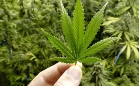 汉麻的功效和作用,汉麻是什么东西