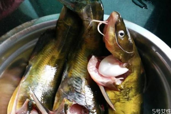 吃黄刺鱼有什么注意的呢(吃黄刺鱼有什么好处)