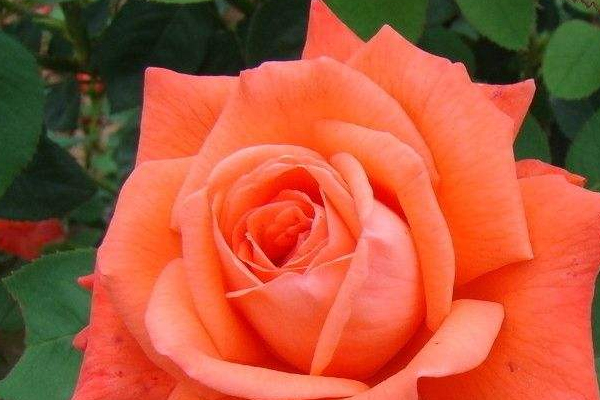 中医养生六字诀,养生功法六字诀