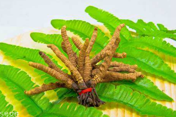 冬虫夏草的演变过程,冬虫夏草和虫草的区别