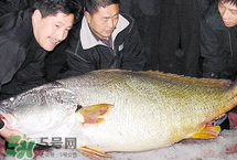 金钱树宝宝吃到了怎么办