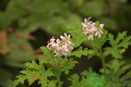 驱蚊草对宝宝有害吗,驱蚊草对人体有害吗