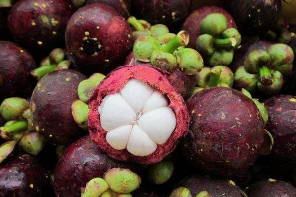 山竹是在哪里长出来的,山竹长在什么地方