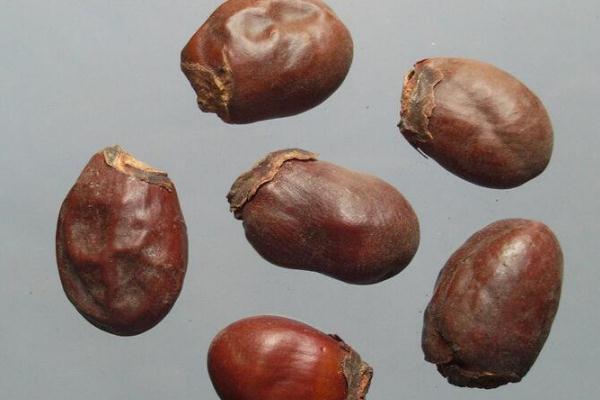 荔枝核怎么服用,荔枝核的功效和禁忌