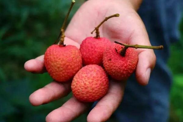 荔枝能降血糖吗?,荔枝能降血糖吗糖尿病人能喝酒吗 荔枝能降血糖吗?,荔枝能降血糖吗糖尿病人能喝酒吗