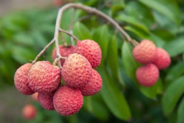 荔枝能不能多吃,荔枝能不能多吃?一只营养价值是什么