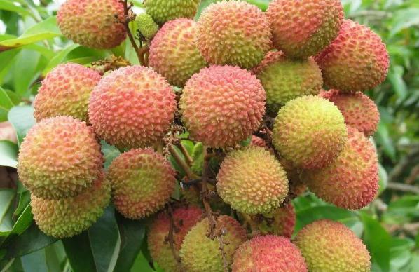 荔枝要洗吗,荔枝怎么洗 荔枝要洗吗,荔枝怎么洗