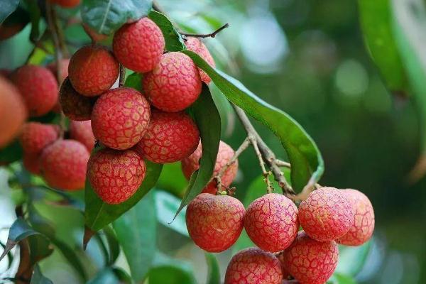 荔枝有酒精含量吗,荔枝有酒精含量吗,可以打疫苗吗 荔枝有酒精含量吗,荔枝有酒精含量吗,可以打疫苗吗
