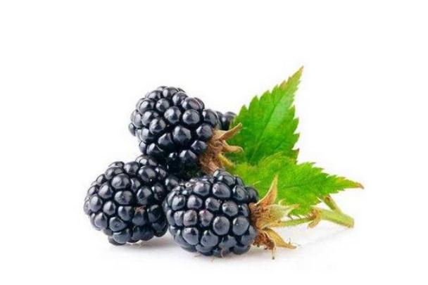 桑葚的种类,桑葚有几个品种 桑葚的种类,桑葚有几个品种