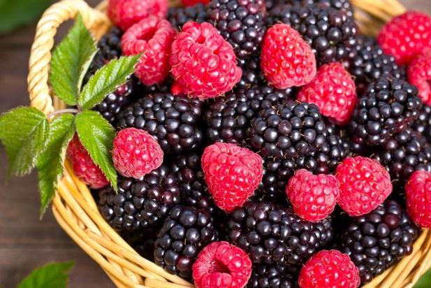 桑葚对睡眠有帮助吗,睡前吃桑葚好吗