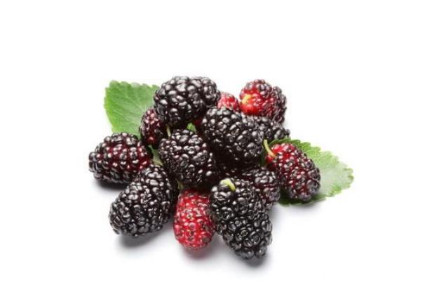 桑葚的功效和作用,桑葚干泡水喝的功效