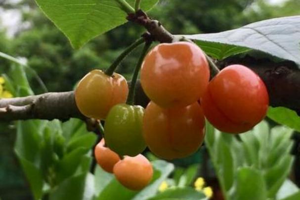 四月份是什么水果的季节,四月什么水果当季 四月份是什么水果的季节,四月什么水果当季