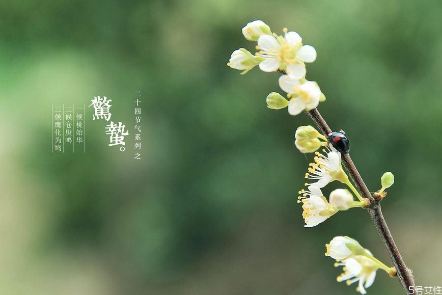 惊蛰的蛰是什么意思啊,惊蛰的蛰是什么意思蚂蚁